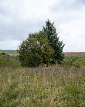 Solitary evergreen tree stands in overgrown grassland under overcast sky