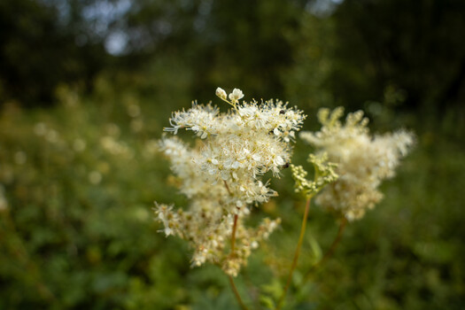 White Queen Anne's lace flower clusters with a bee, photographed against a soft green blurred background