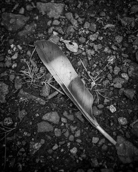 Single feather resting on rocky ground in black and white