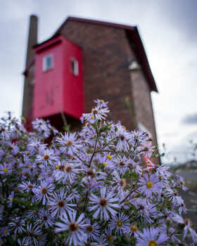 Purple asters bloom in sharp focus with a pink-roofed brick tower blurred in the background