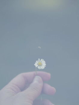 Hand holding a small white daisy flower against a clear blue sky