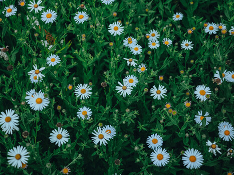 Dense field of white daisies with yellow centers surrounded by green foliage