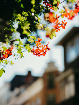 Orange flowers in sharp focus with blurred architecture and foliage in background