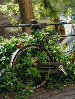 Vintage bicycle leaned against a tree, surrounded by lush green foliage and flowering plants
