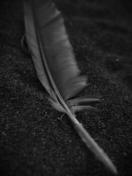 Single feather resting on dark granular surface, captured in high-contrast black and white