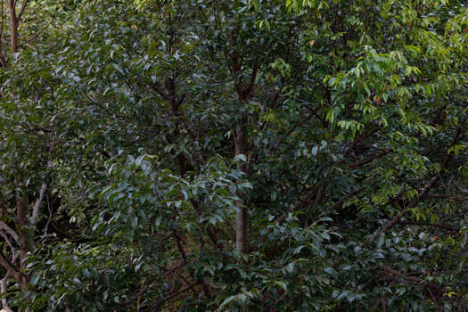 Dense green foliage of tropical or subtropical trees with intertwined branches and layered canopy