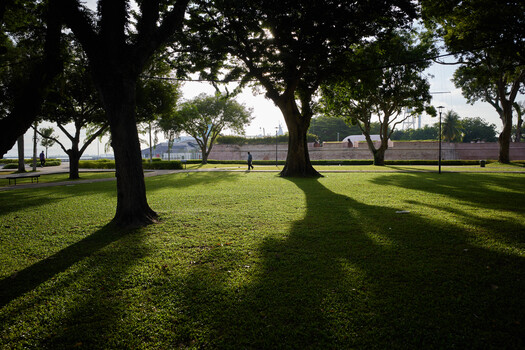 Large trees casting long shadows across a sunlit grass field in a park