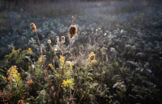 Dried seedpods and wildflowers in soft focus field with shallow depth of field