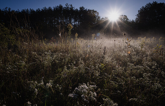 Frost-covered wildflower meadow at sunrise with sun flaring through trees