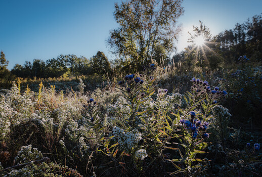Wildflower field with blue and white blooms under bright sunlight and clear sky