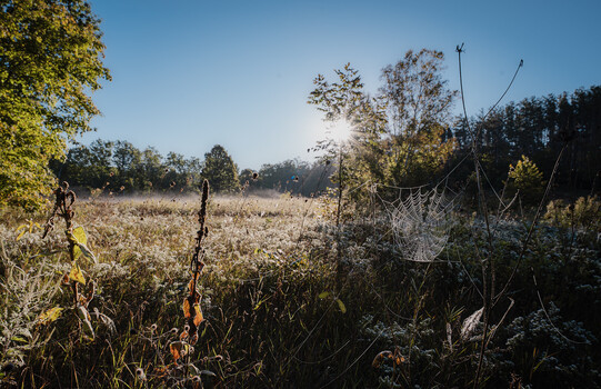 Frost-covered field at dawn with wooden fence posts and bare trees along the edges