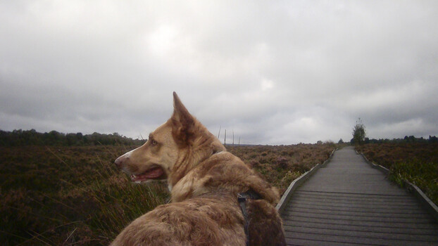 Brown dog sitting on wooden boardwalk overlooking moorland landscape