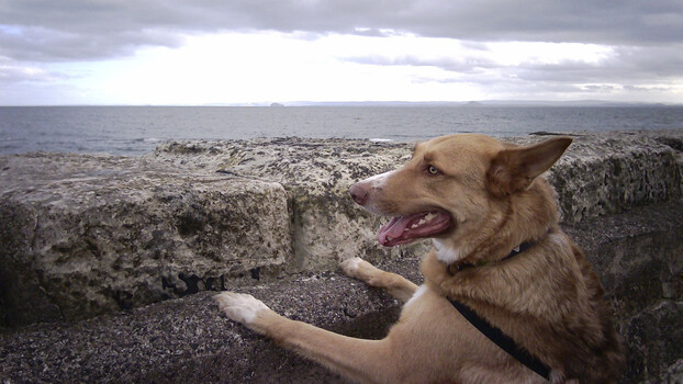 Tan dog with open mouth sitting on rocky seawall overlooking ocean