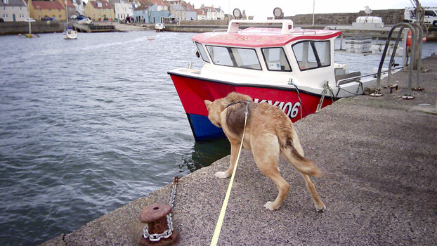 Dog straining on leash tied to mooring post at harbor dock with fishing boat in background
