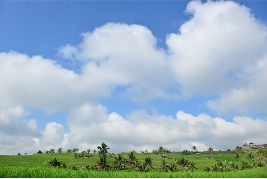 Lush green rice paddies stretch across a flat landscape beneath a blue sky dotted with white cumulus clouds