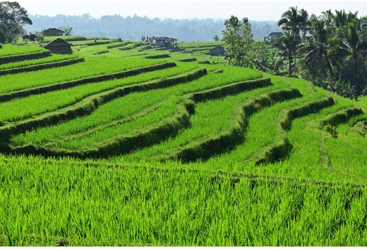 Terraced rice paddies with young green shoots on hillside with palm trees