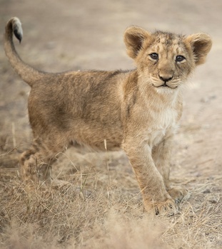 Image "simba" by mihir kalyani