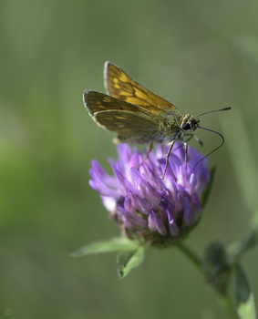 Image "Sylvaine (Ochlodes venata)" by Rudi Dutli
