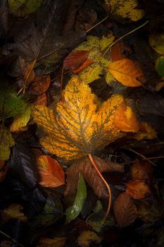 Image "Autumn Glow" by Seán Pepper