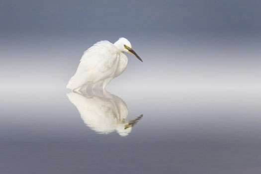 Image "Little Egret" by Howard Ashton-Jones