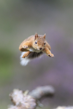 Image "Is it a bird? a plane? No Super Squirrel" by Howard Ashton-Jones