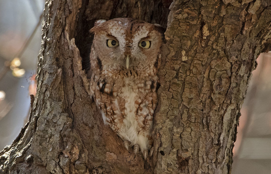 Image "Screech Owl" by William Donnelly