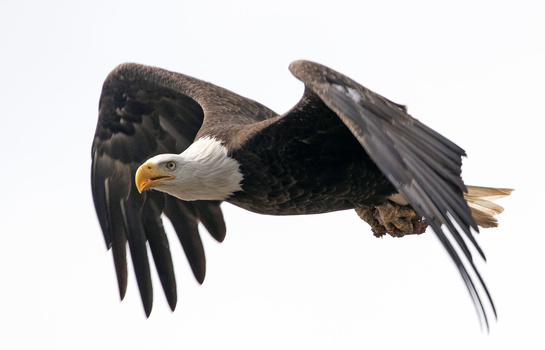 You looking at me ? by William Donnelly | Fstoppers