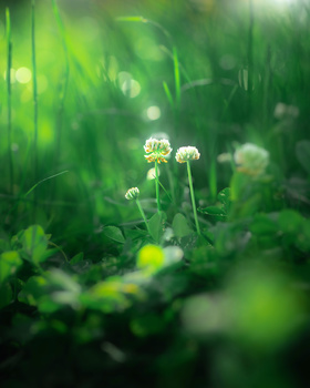Image "Home" by Tavi Onea