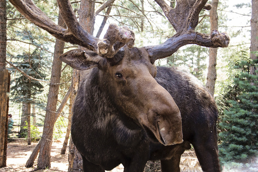 Image "Tahoma moose" by Ashley Arimborgo