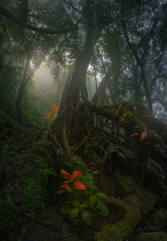 Image "Forest Life" by SANDEEP MATHUR