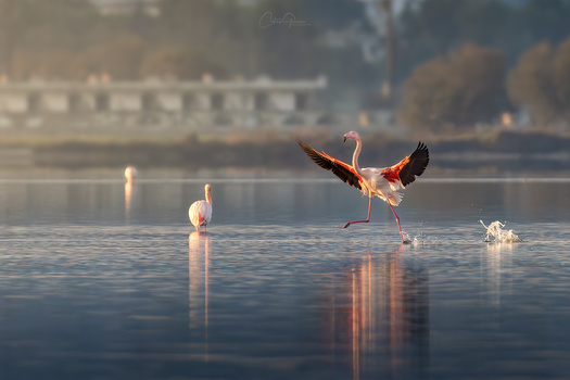 Image "Dancing in the morning light" by Costas Ganasos