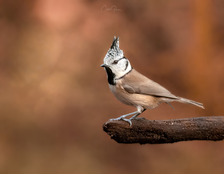 Image "Crested tit or European crested tit (Lophophanes cristatus), kuifmees" by Costas Ganasos