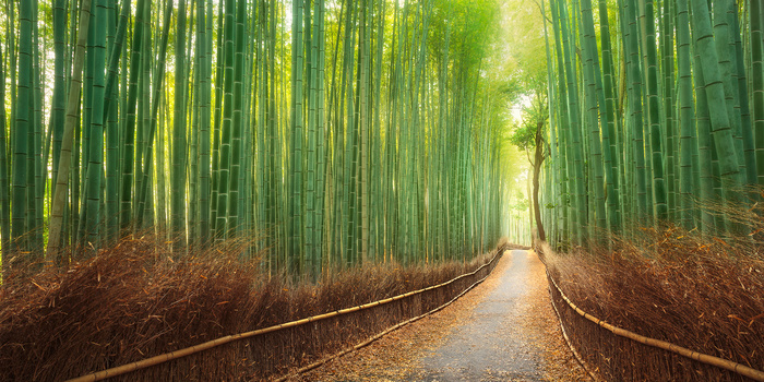 Image "Kyoto Path" by Kieran Stone