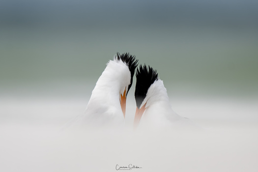 Image "Royal Tern" by Cameron Sullivan