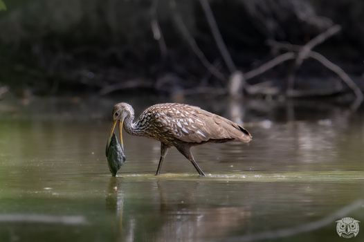 Image "The Limpkin and its Prize" by Cameron Sullivan