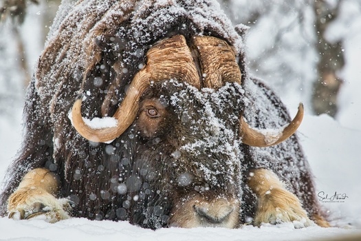 View Musk Ox on rest by Sal Ahmed