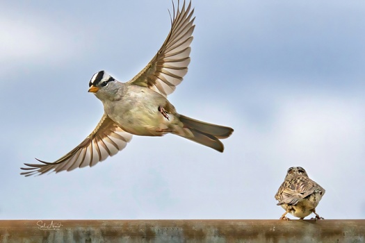 View White-crowned sparrow by Sal Ahmed