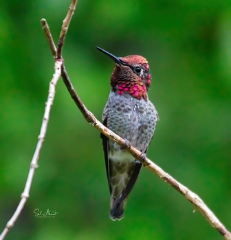 View Anna Male Hummingbird by Sal Ahmed