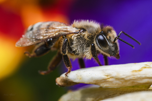 Image "Honey maker" by Fahad alfahad