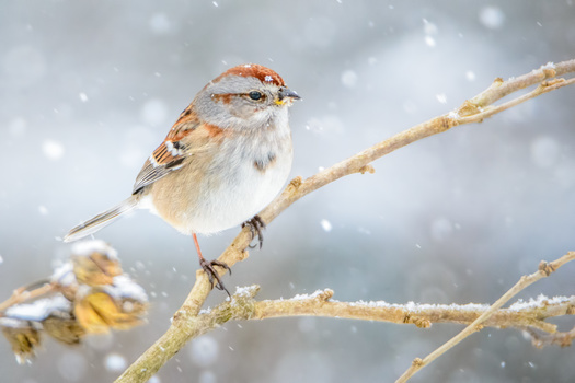 View Tree Sparrow by Jim Elve