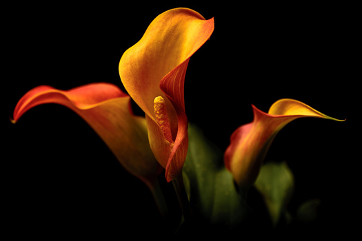 View Untitled 20 by Jim Elve