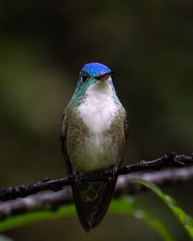 Image "Azure-crowned Hummingbird" by LUIS REYES