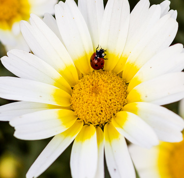 Image "marguerite daisy" by Manoj Pathak