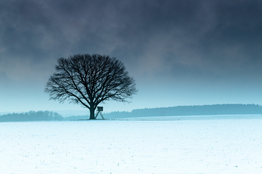 Image "Lone tree" by David Travis