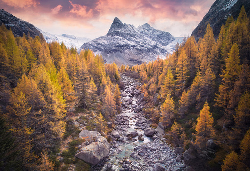 Image "Larches Kingdom" by Lionel Fellay