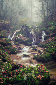 Image "Echanted forest" by Lionel Fellay