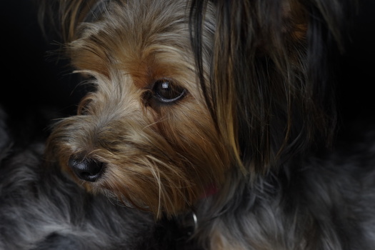 Image "Pet portrait" by Timothy Turner