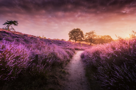 Image "Purple Gold" by Eduardo de Vlugt
