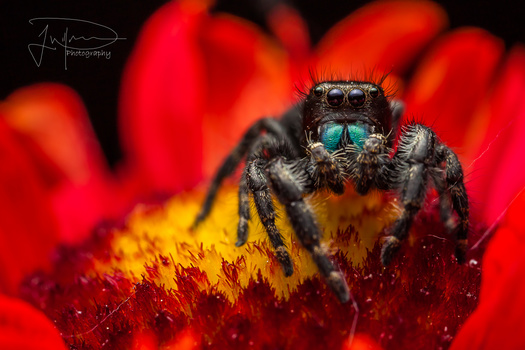 Image "Jumping spider " by Jonathan Willner