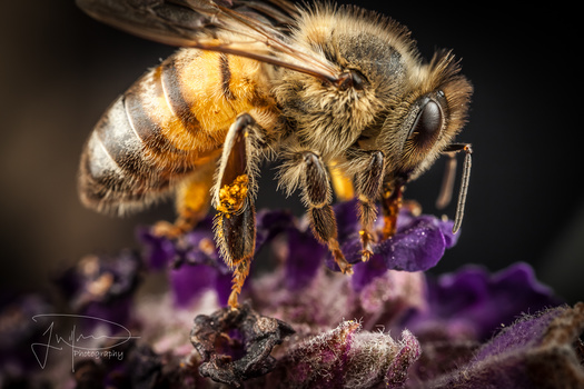 Image "Bee on a Lavender " by Jonathan Willner